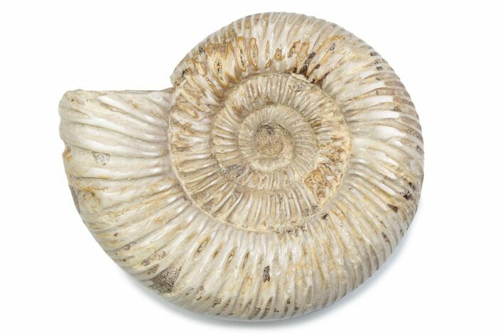 Polished Jurassic Ammonite (Perisphinctes) - Madagascar #378954